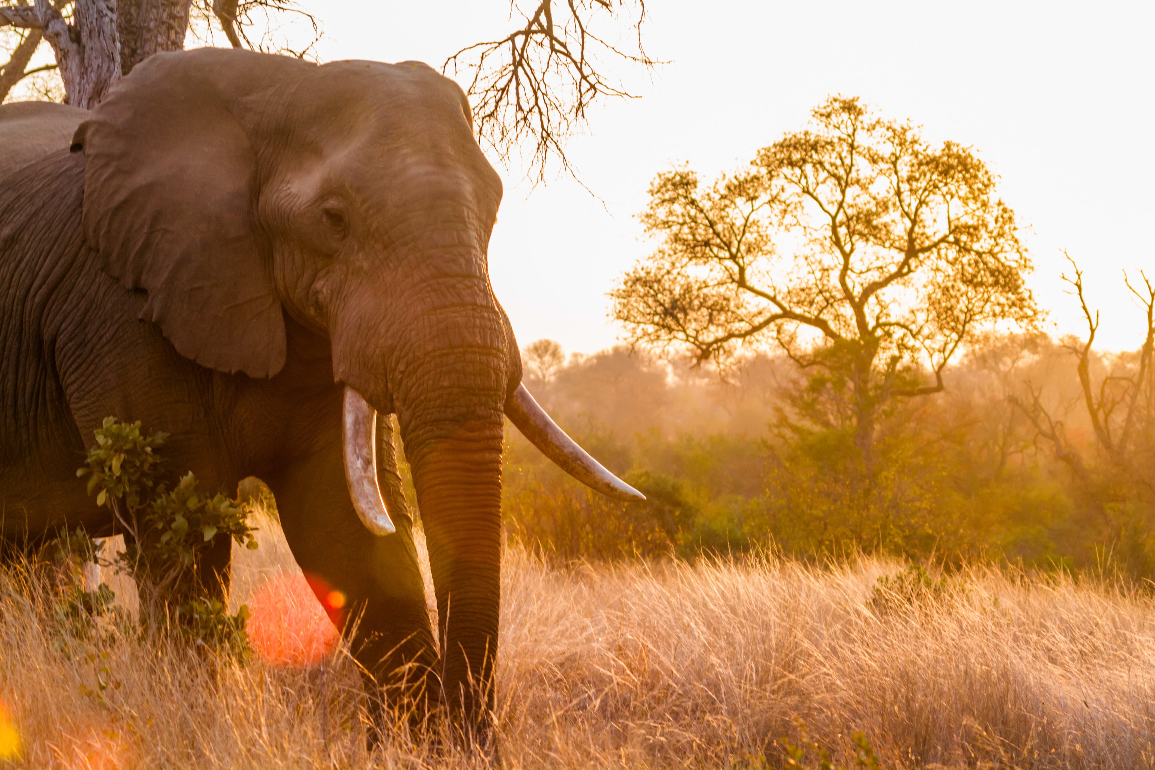 Kruger National Park