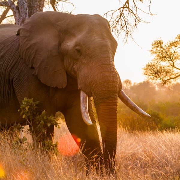 South Africa road trip: Glamping, city life and the Big Five