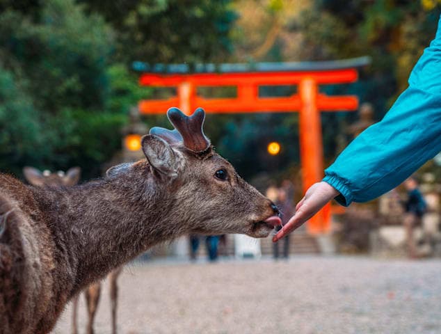 Morning temple tour and Nara Park thumbnail