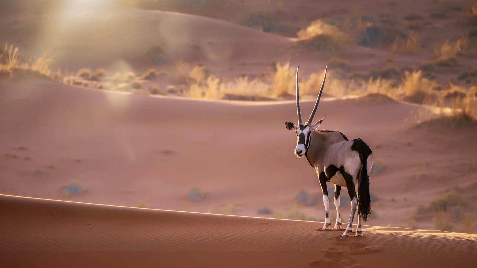 Desert road trip and Big Five